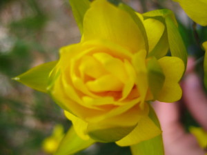 Yellow Flower